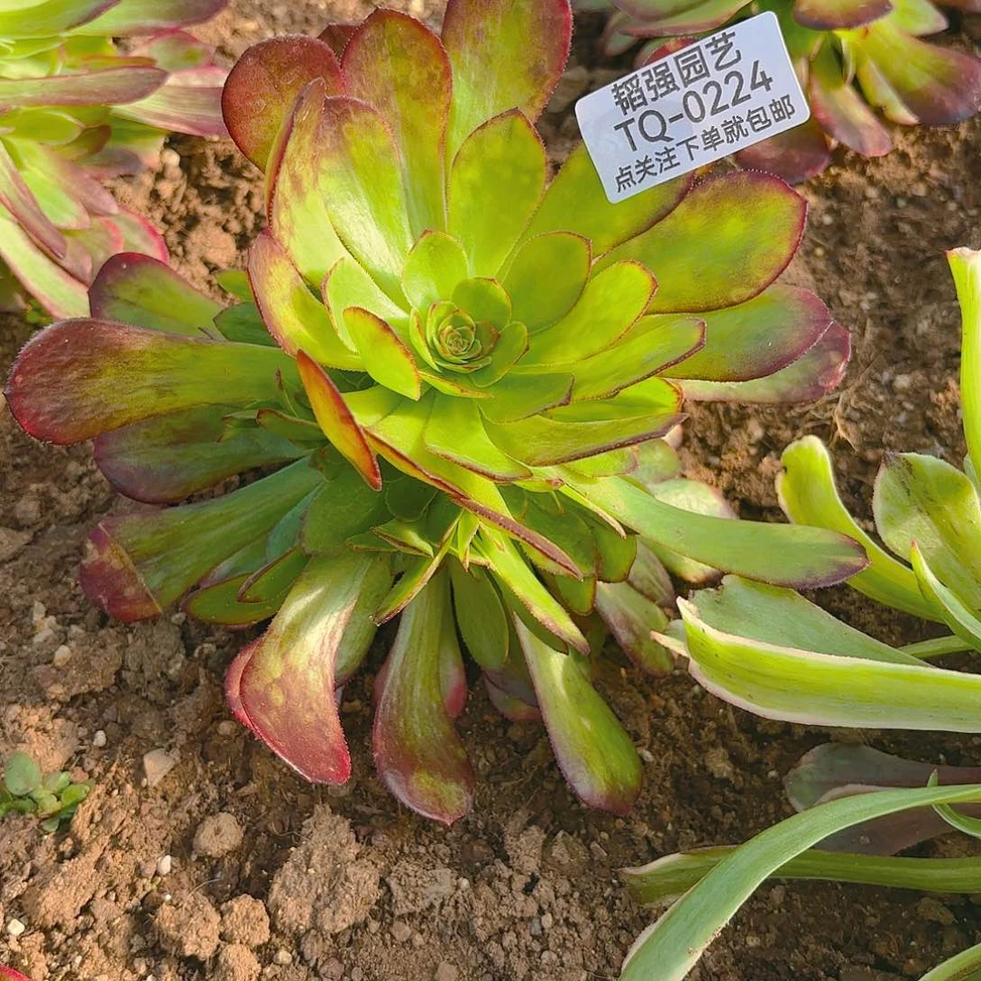雨荷多肉植物224