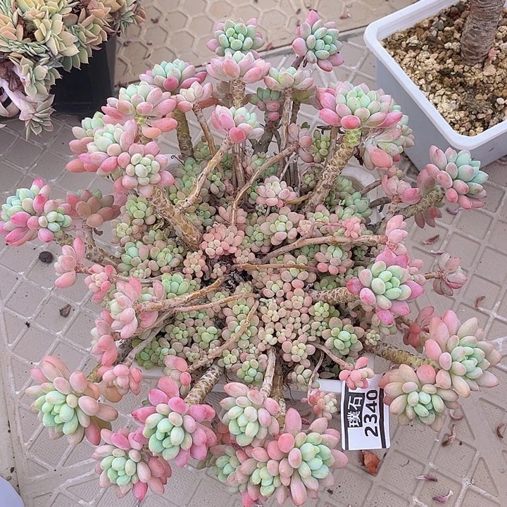 洛可可2340多肉植物