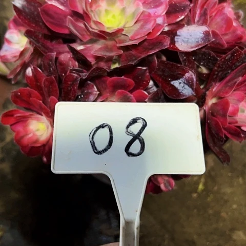 多肉植物美杜莎法师