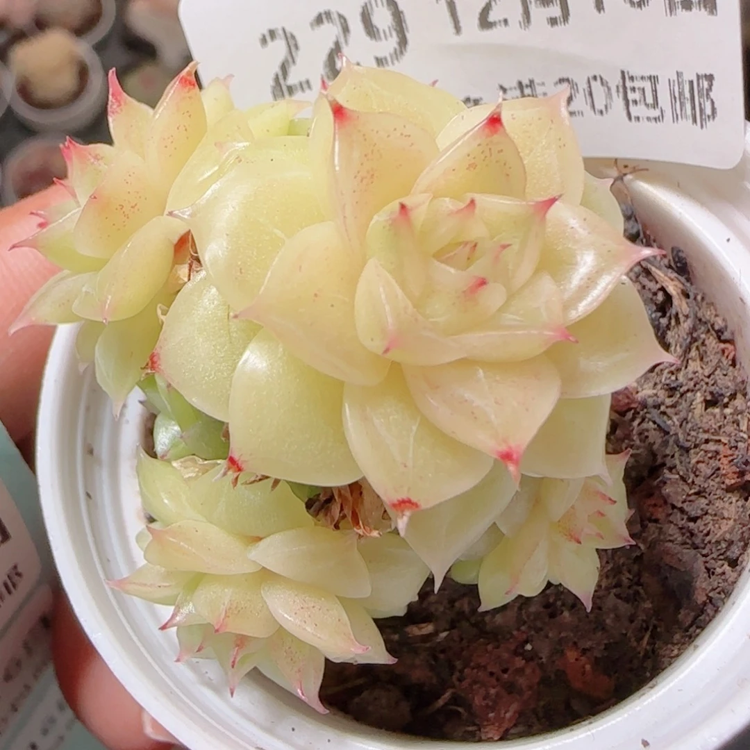 花语多肉1216-229散