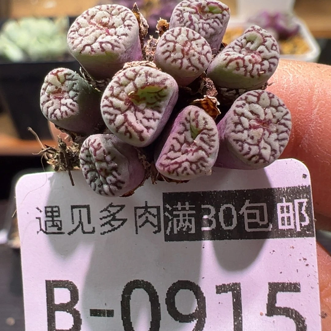 多肉植物111111111111