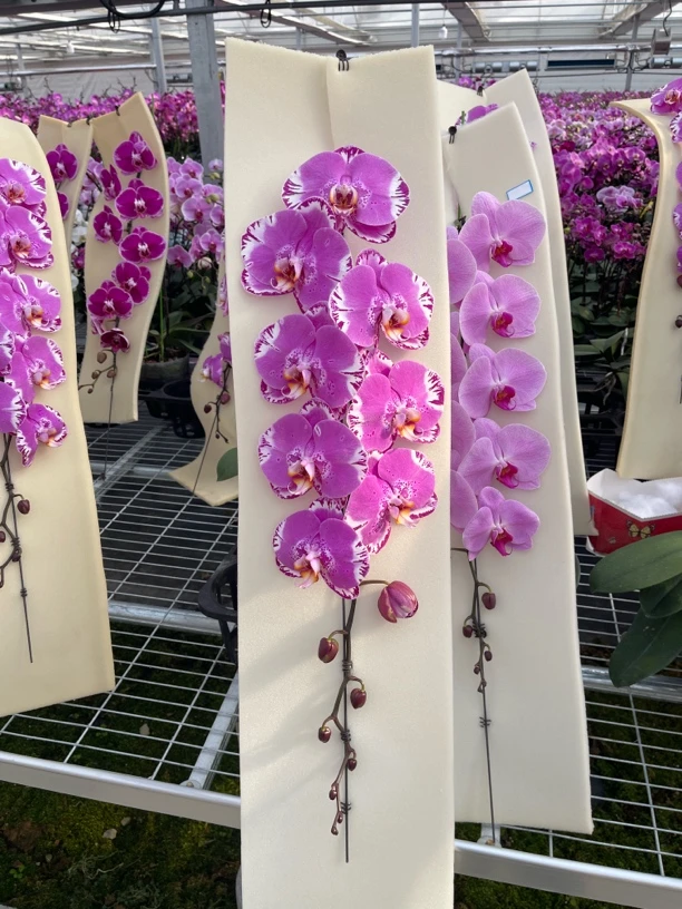 【藏宝图】4.5寸龙兰｜叶片有损｜山东蝴蝶兰基地