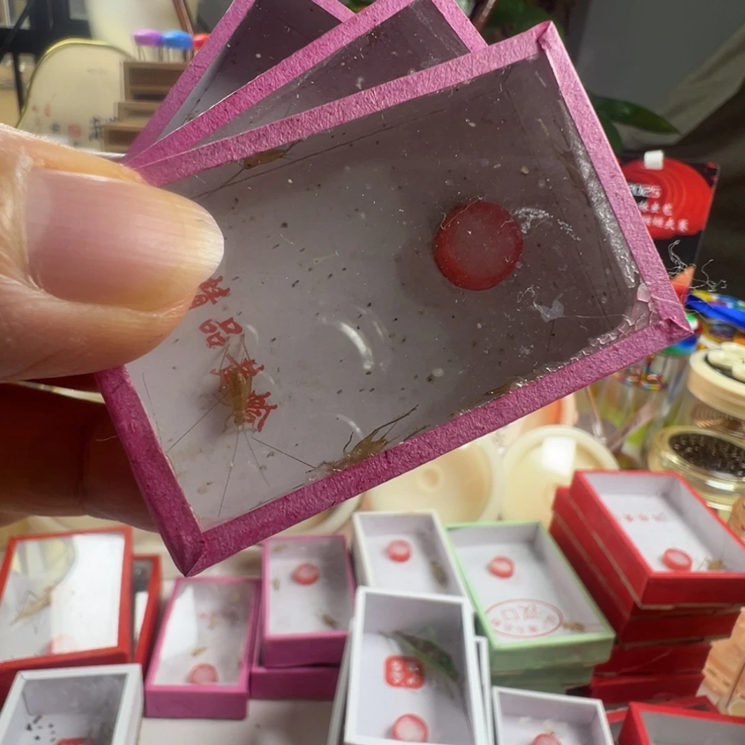 蟋蟀三盒小黄蛉好看