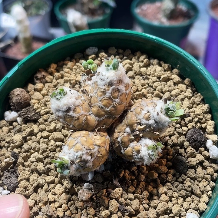 564苏铁刨花角厚墩菊