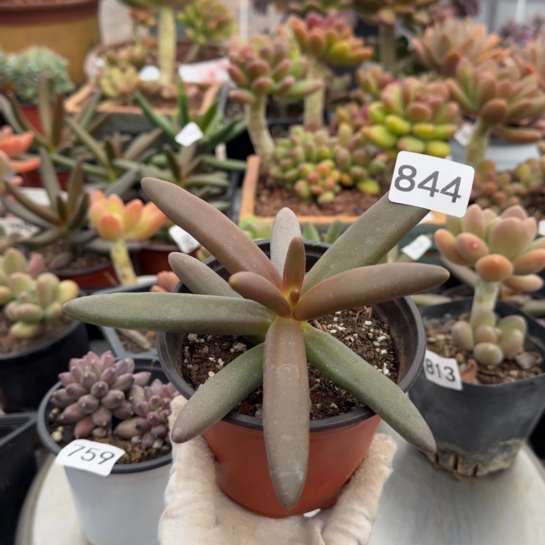 844号一物一拍一物一拍一物一拍