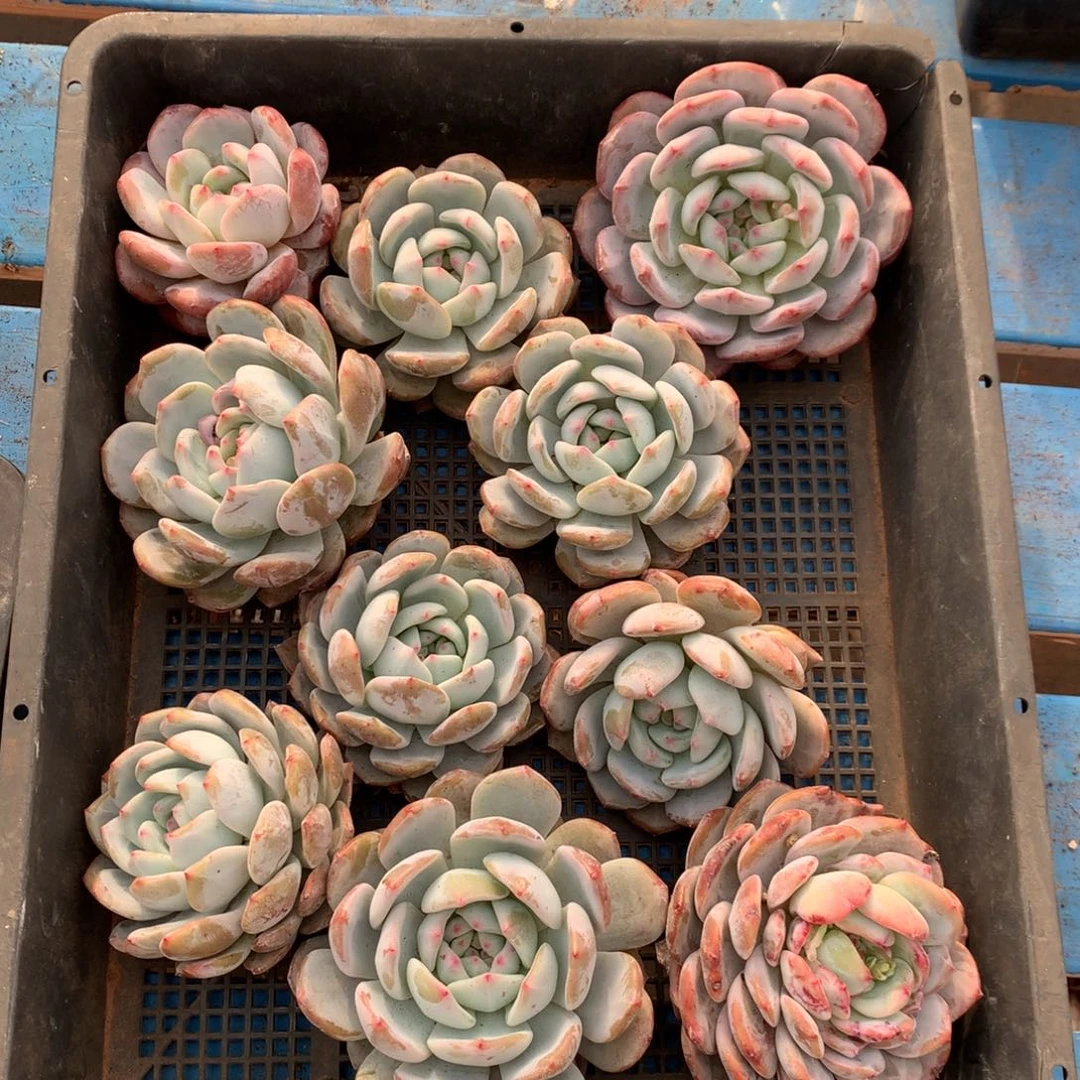 有瑕疵不售后726号新疆西藏内蒙古不包邮的