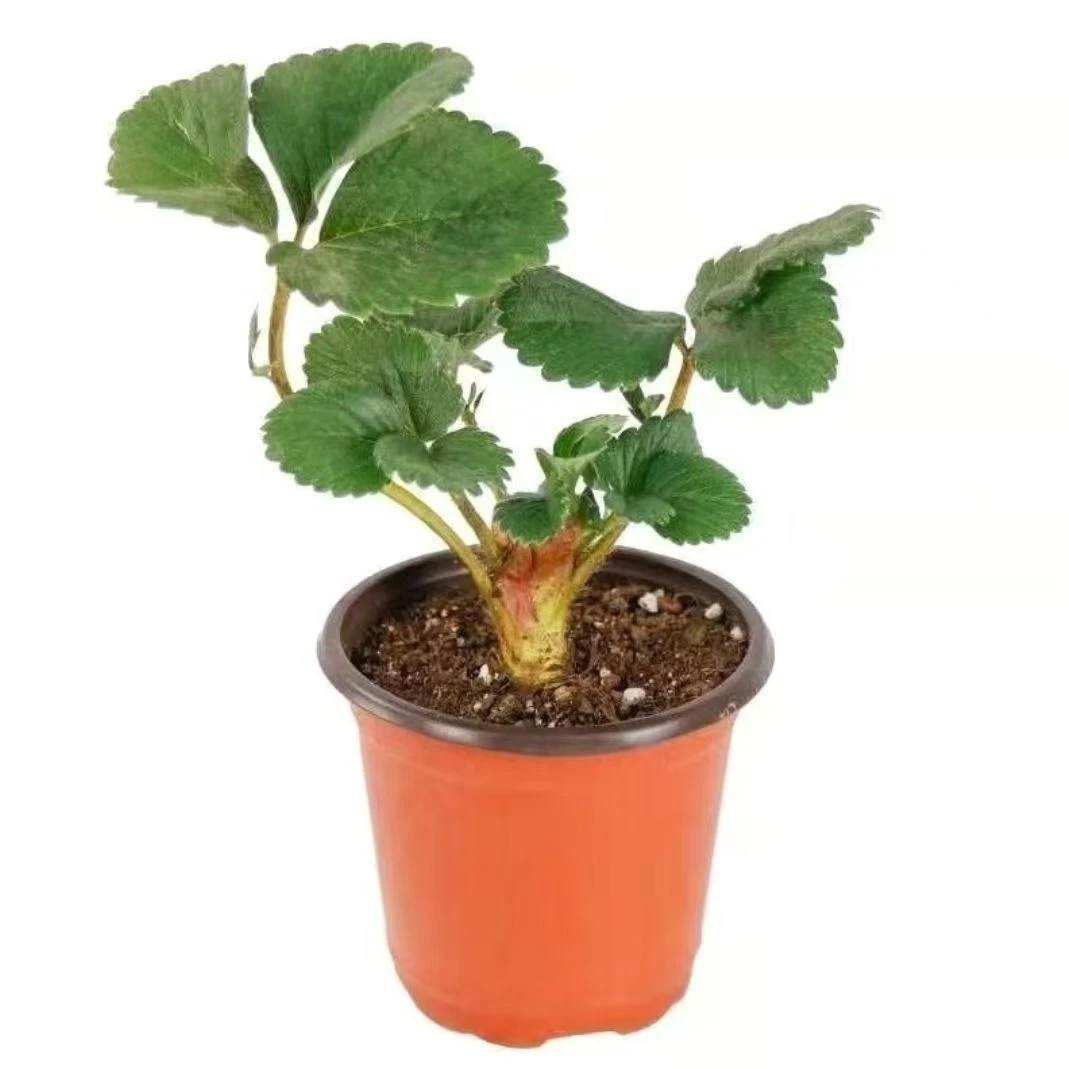 红草莓黑珍珠真红玄玉宁玉久香红玉越心当年结果阳台花盆菜园栽种