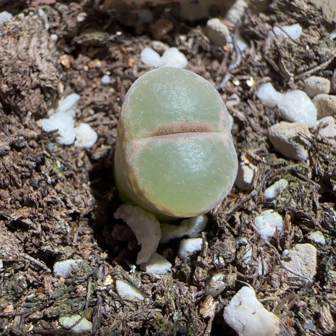 肉锥多肉植物组合-安格1420