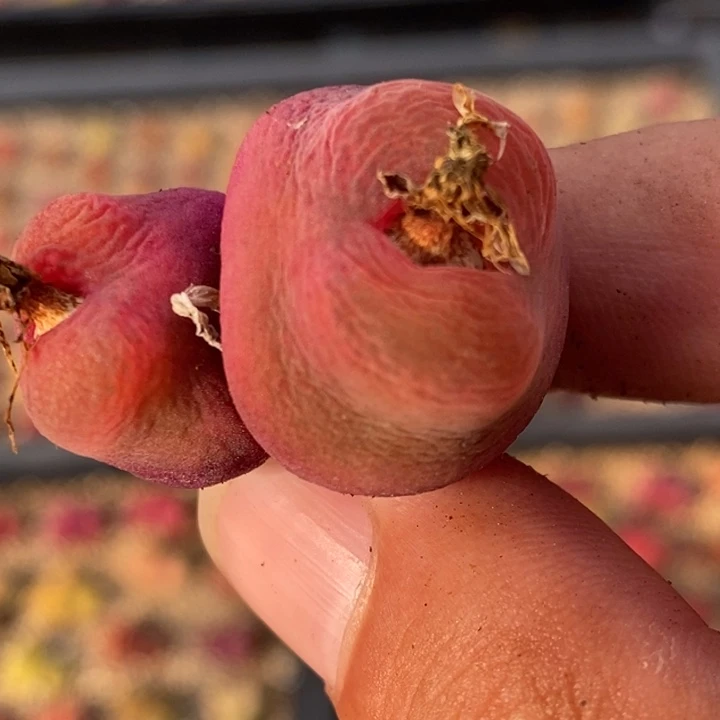 2041一颗一颗一颗