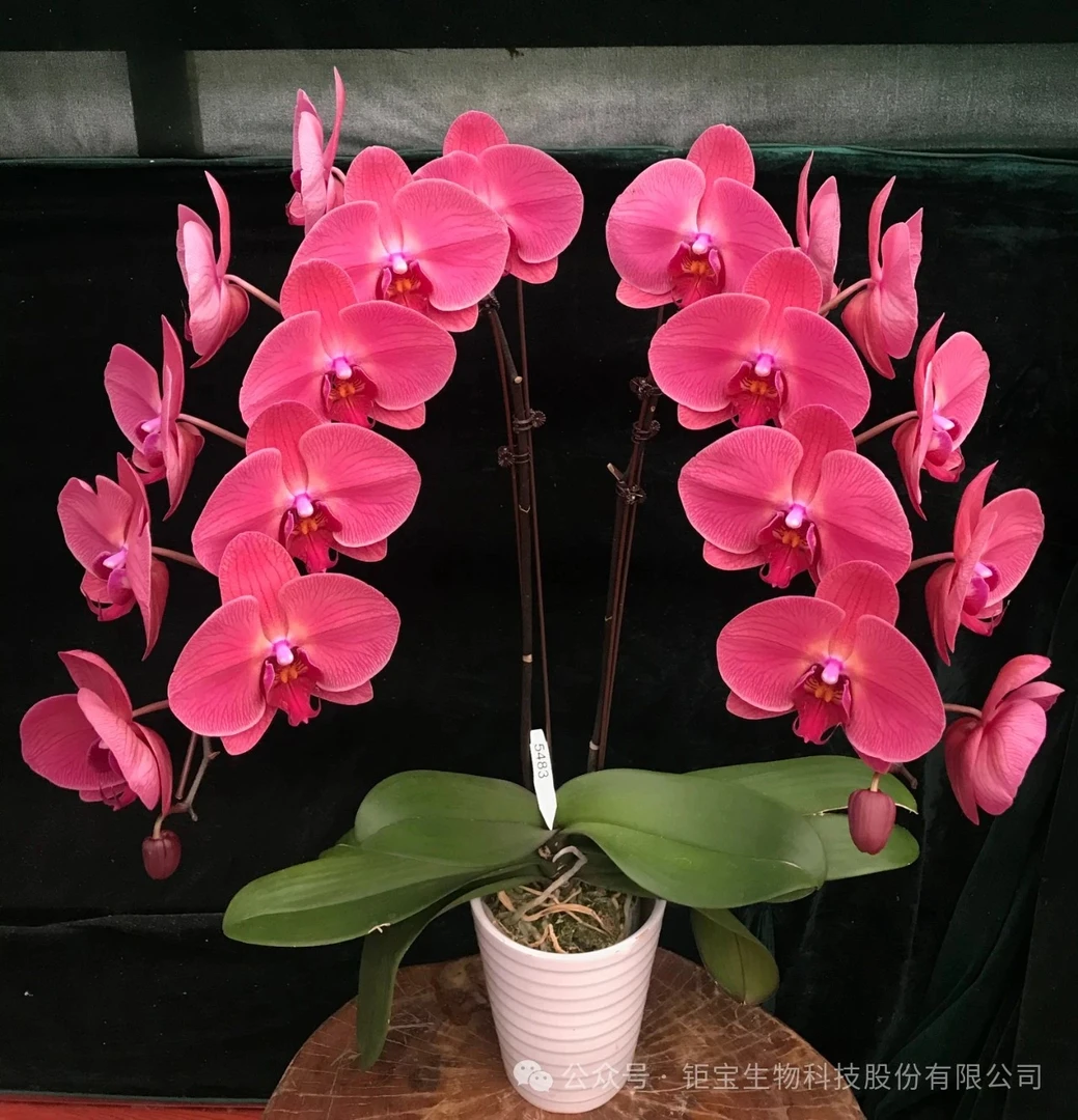 万景花卉蝴蝶兰【心动】3.0寸杯  无花无剑