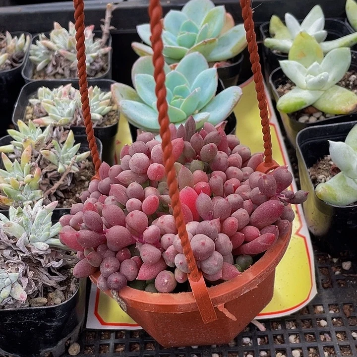 紫葡萄带盆土发货