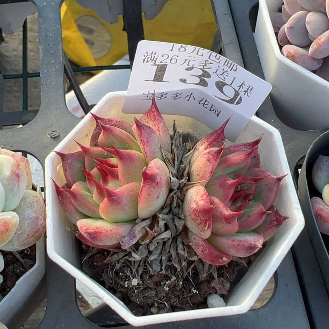 139号双头托斯拉内利一物一拍满18包邮