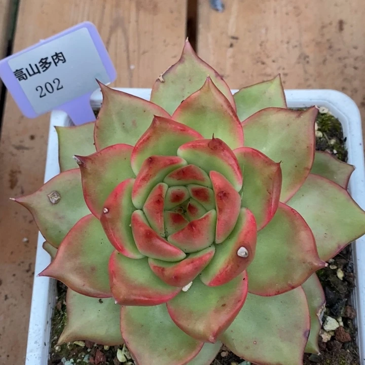 D202- 有伤福利 彩色吉拉姆