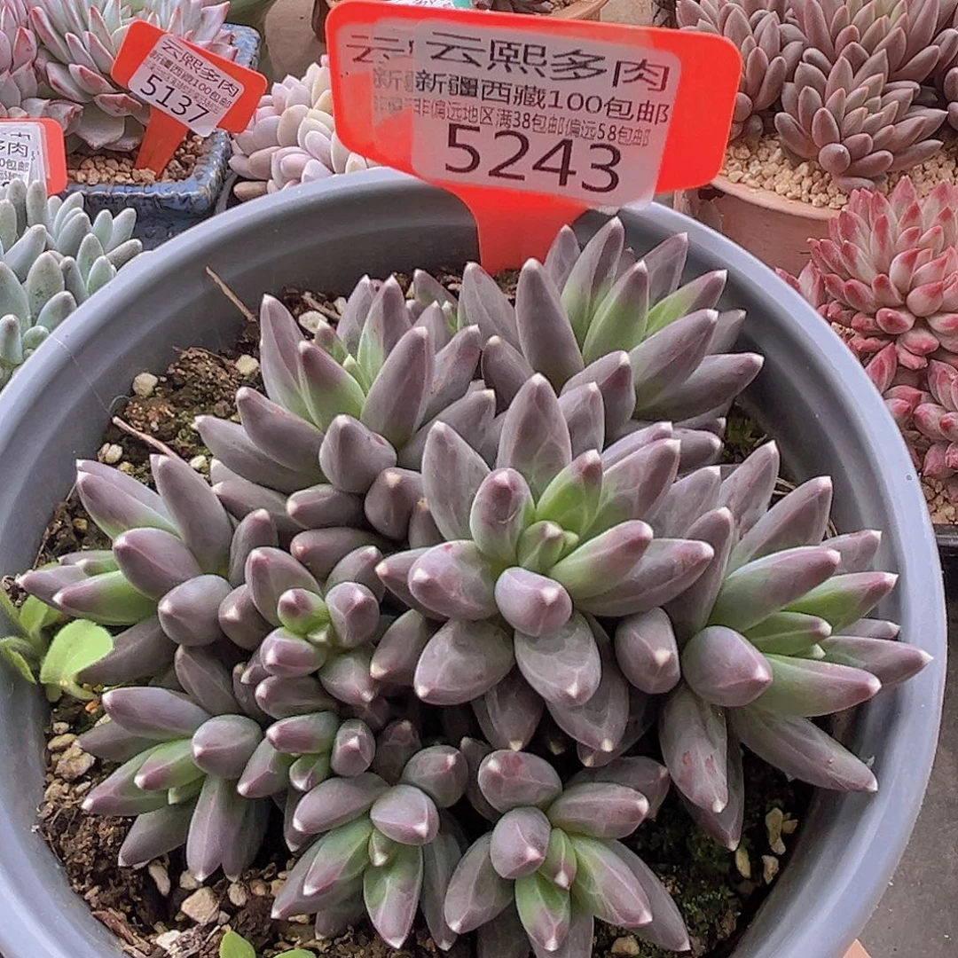 5243乌拉克拉多肉植物