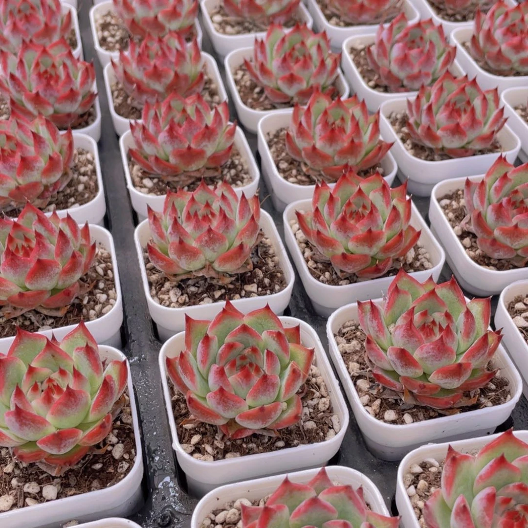 量拍68号 吉娃娃水蜜桃单头2个