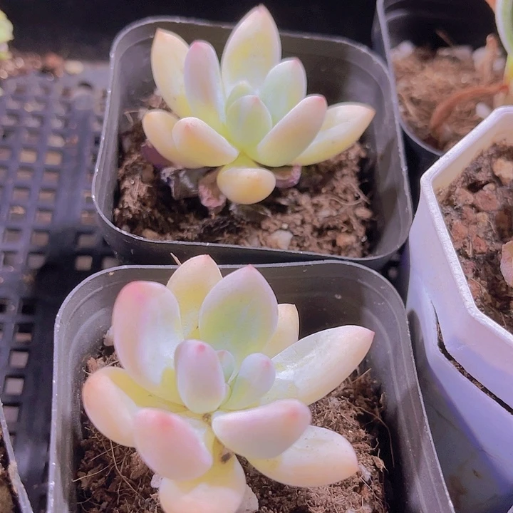 精品香水带盆土发