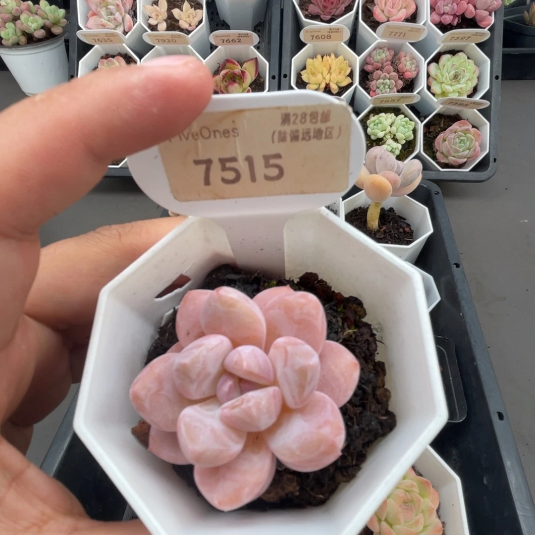 7515冰橙 4.0厘米