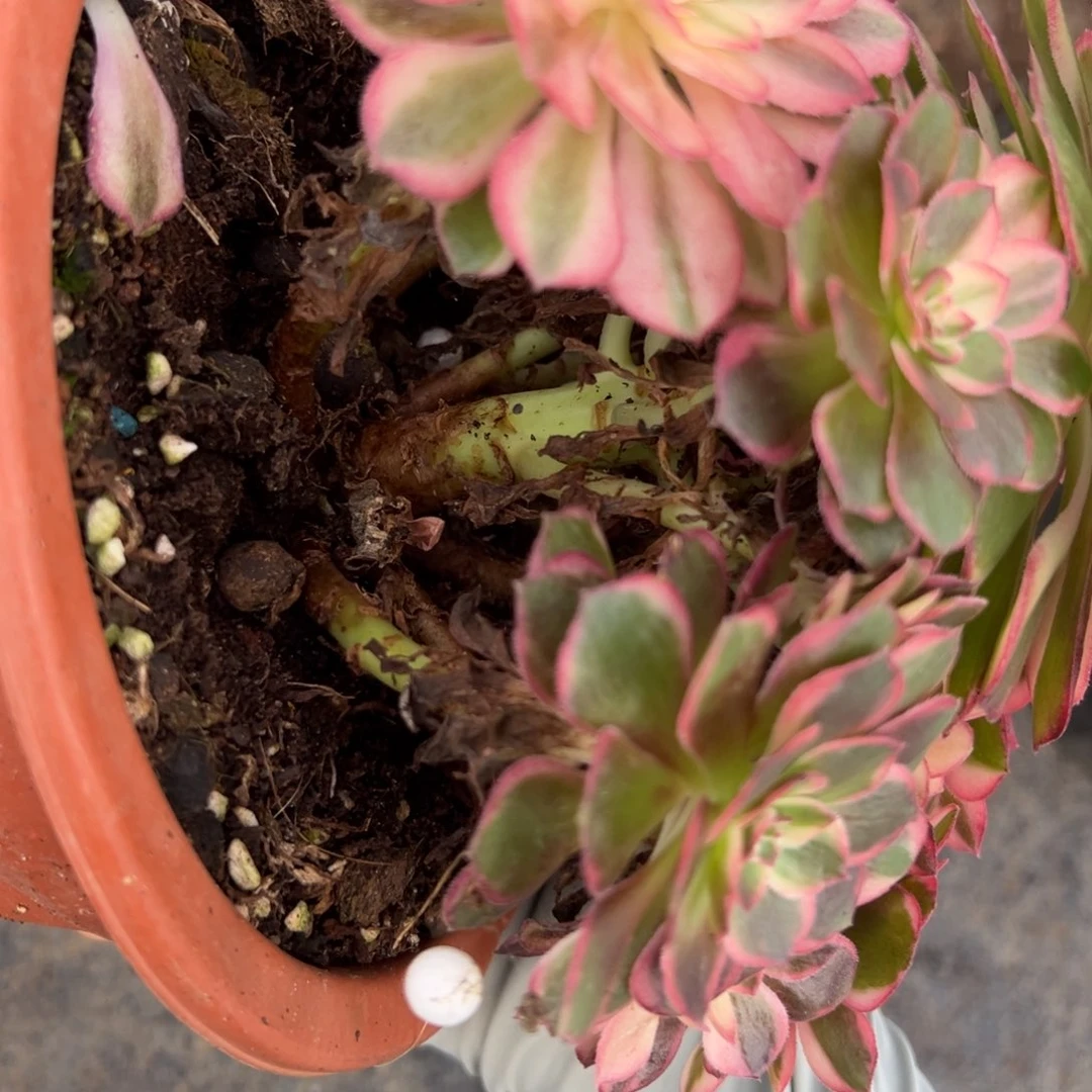 5黑魔锦多肉植物系