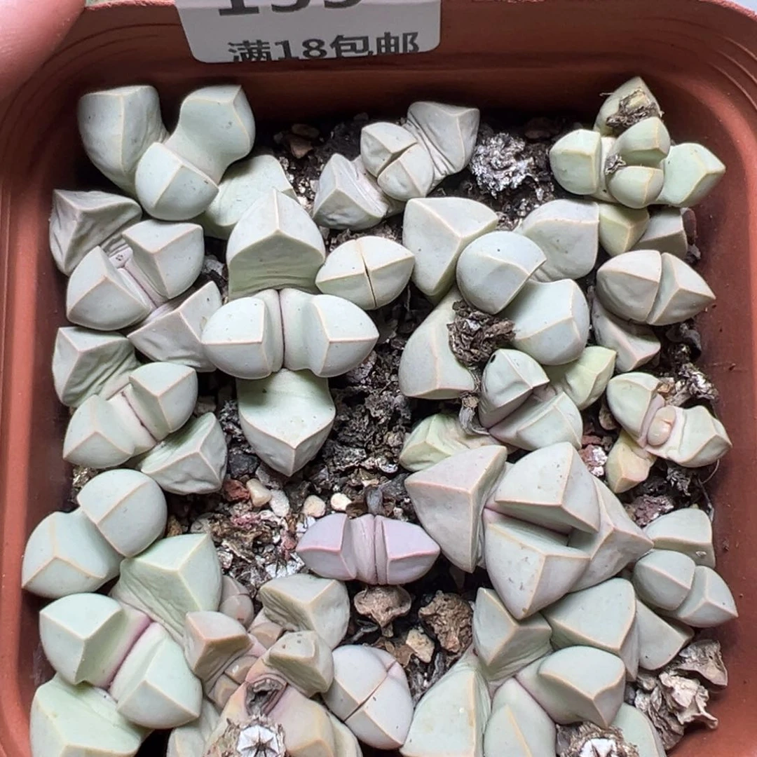 【闪购商品】155……