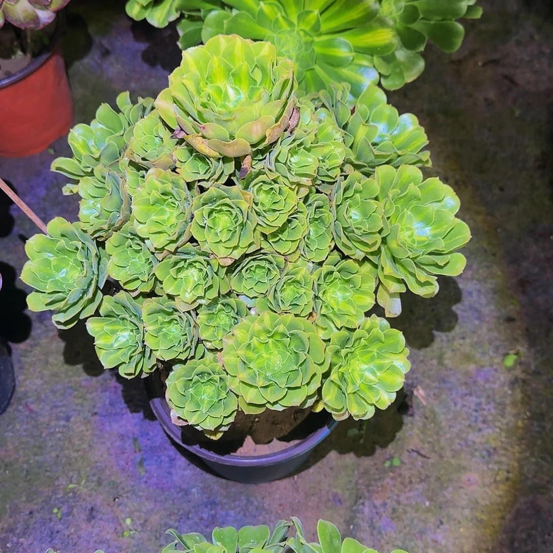 老庄翡翠琉璃法师48.8