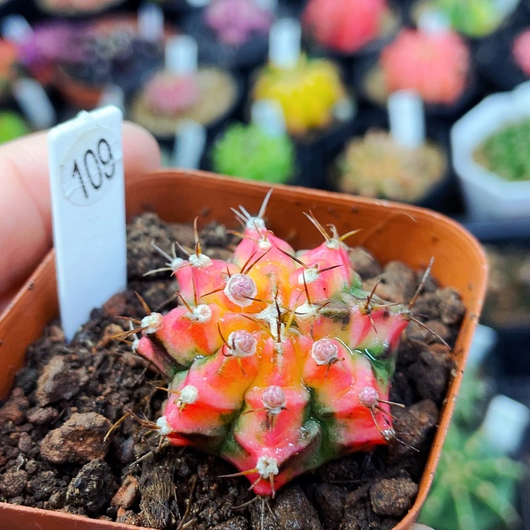 花蝴蝶非偏远地区满25包邮仙人球裸根