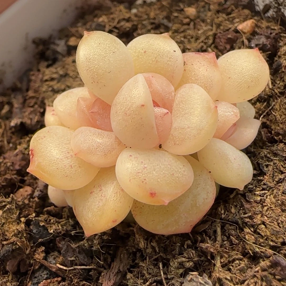 四头珍妮群多肉 植物