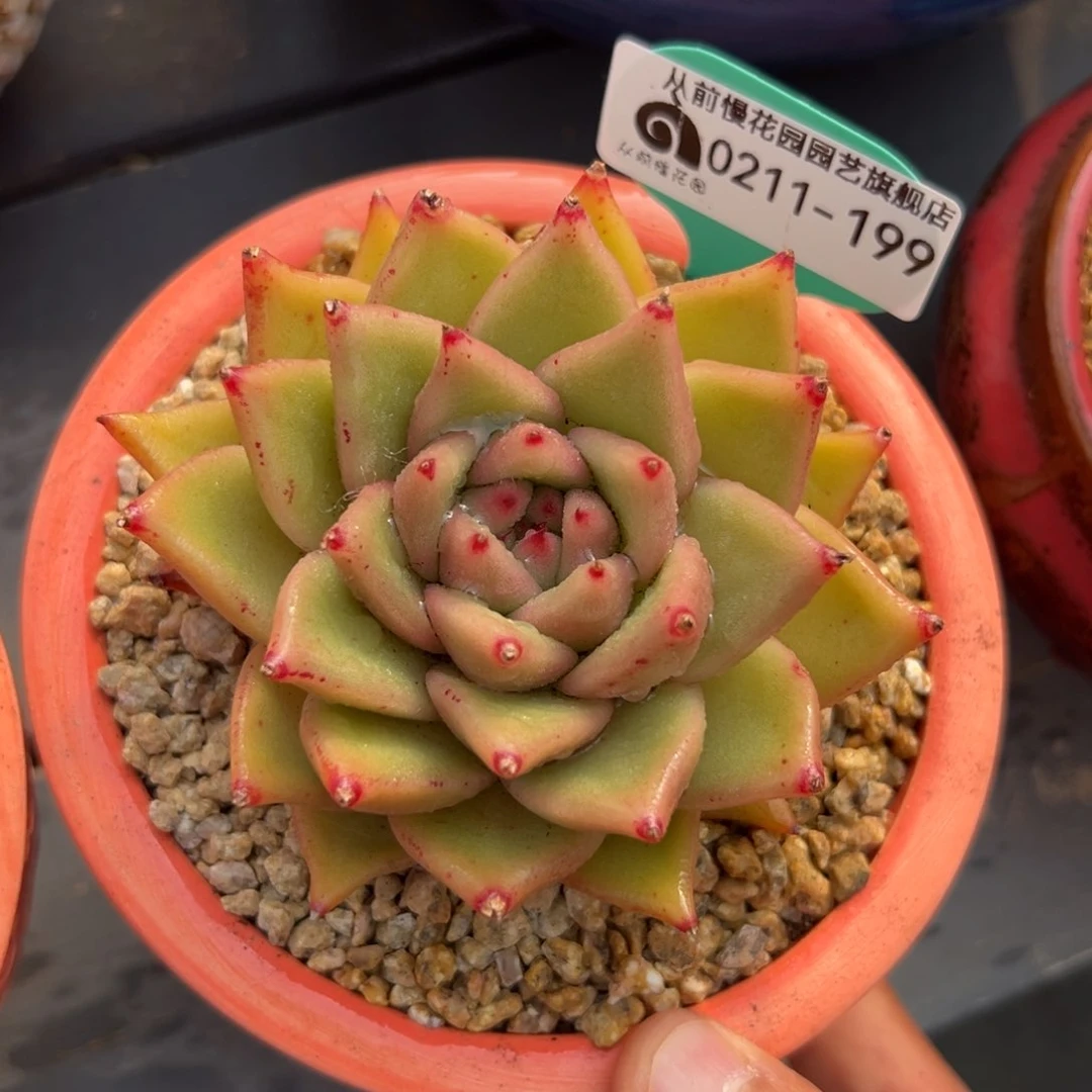 多肉一物一拍0211-199