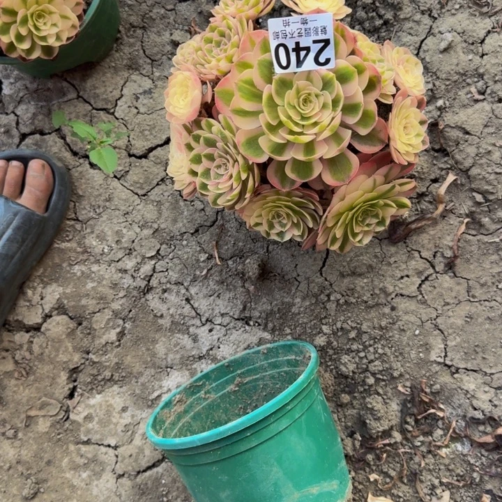 荔枝花花27-50包邮花花