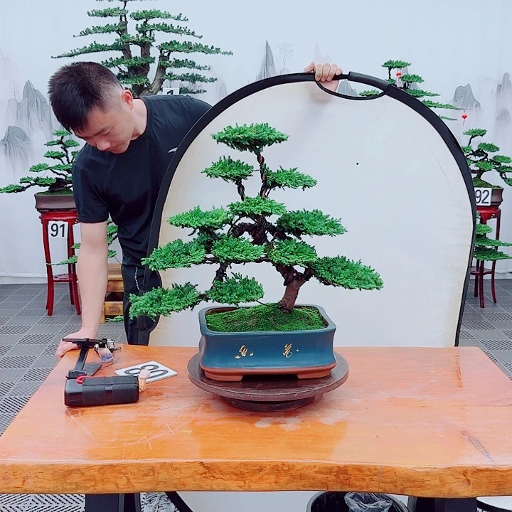 无花朵松柏盆景，一物一拍