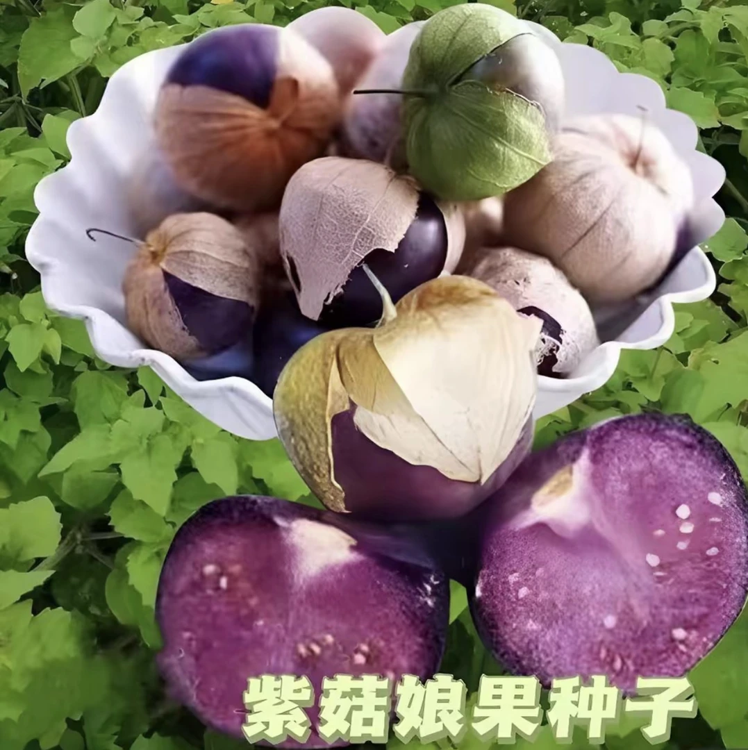 【紫菇娘果种子】紫色水果酸浆挂金灯食用姑娘果种籽阳台盆栽四季