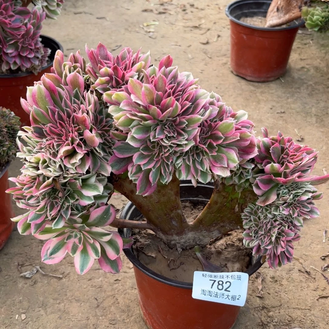 782粉女巫缀化多肉植物法师