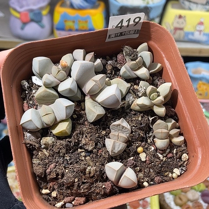 大舅生石花肉锥多肉419