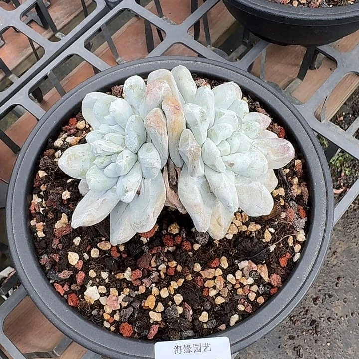 拇指仙女杯一物一拍