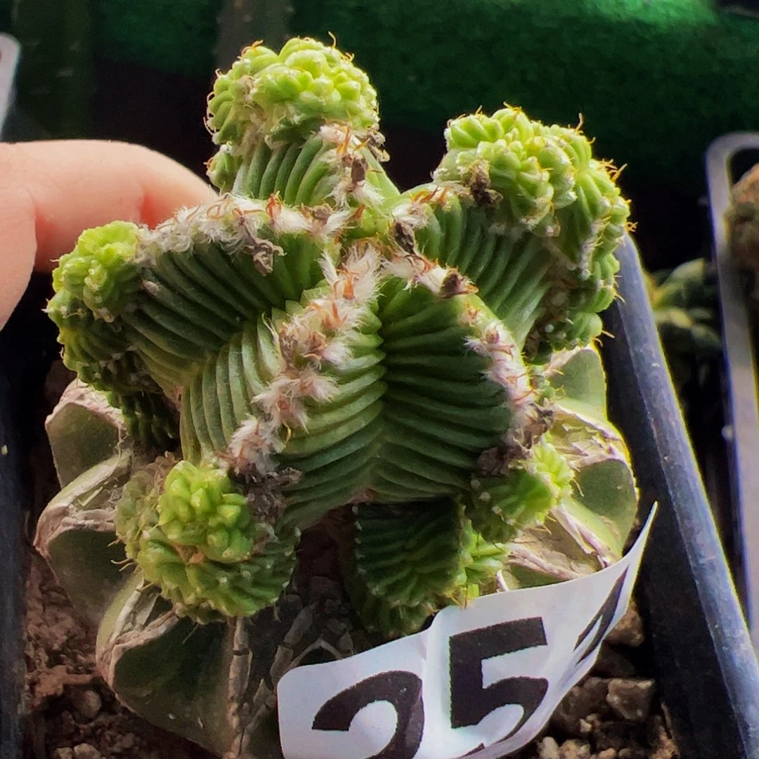 无花朵福利五星花笼群251