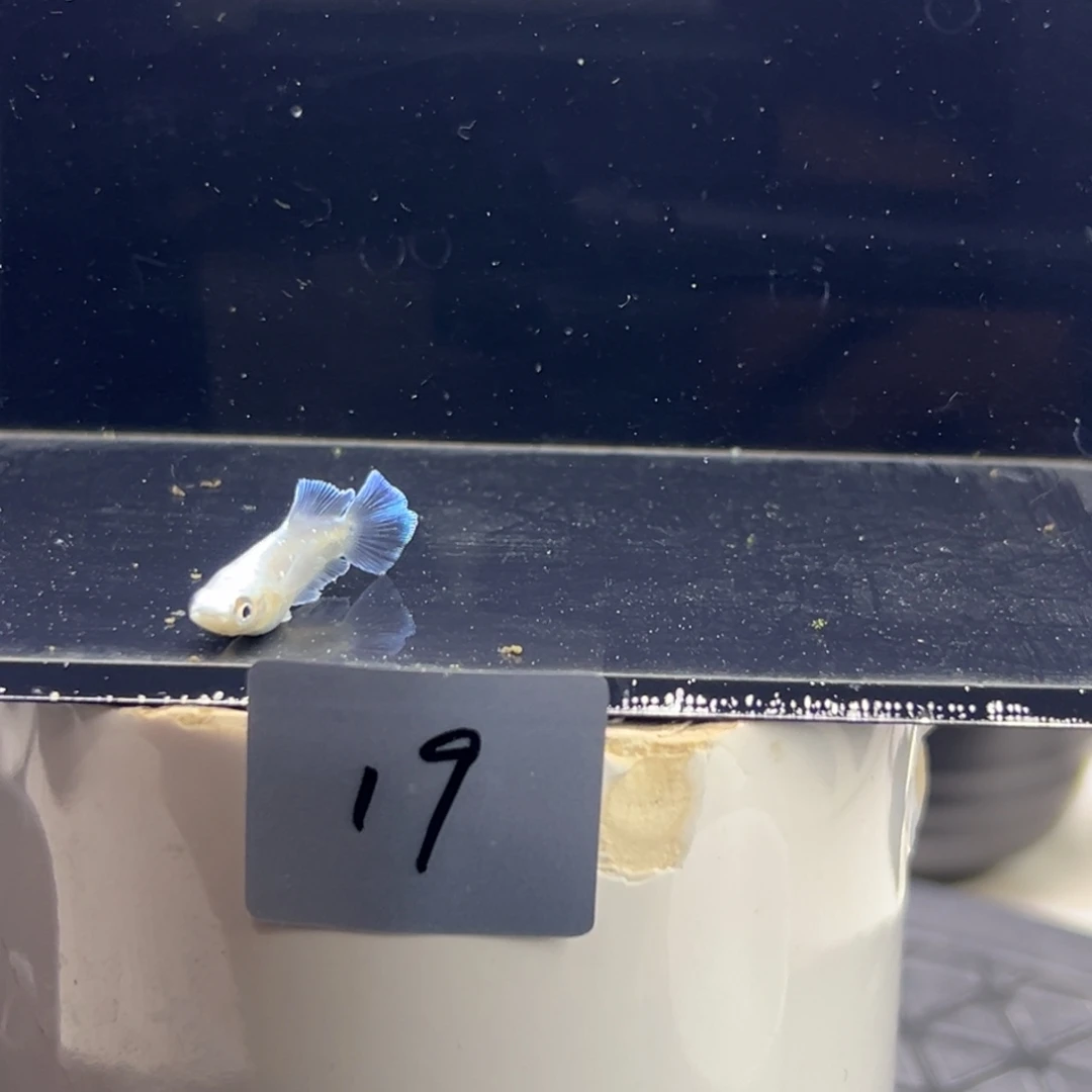 青鳉鱼19。