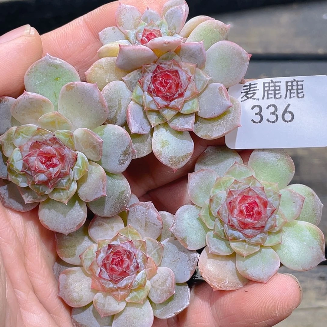 336   红毛丹。