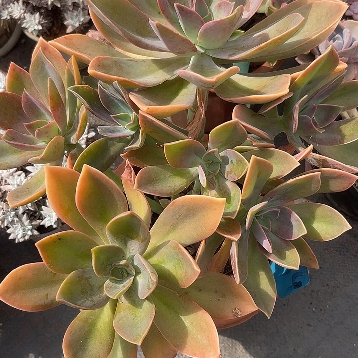 晨语多肉，一物一拍太妃糖659