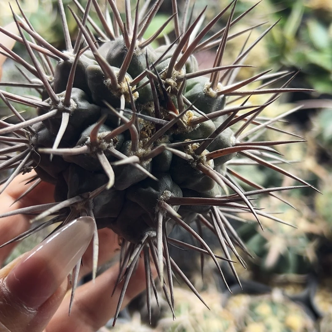 日系摩天龙有根仙人球666666