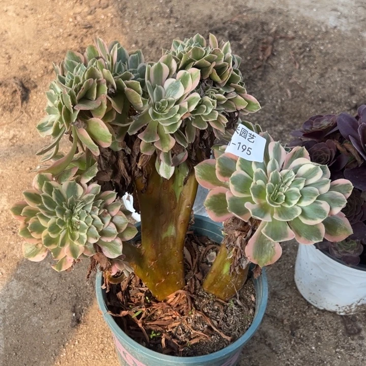 粉女郎缀多肉植物195