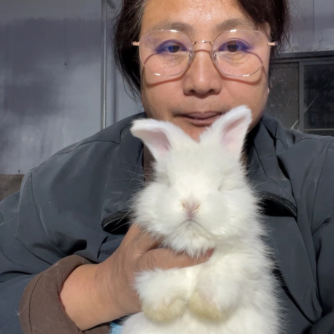 双血统英系安拉兔子