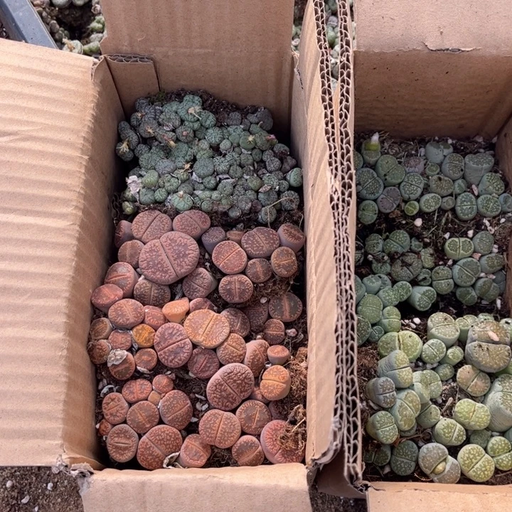 一箱三品种混搭88888888