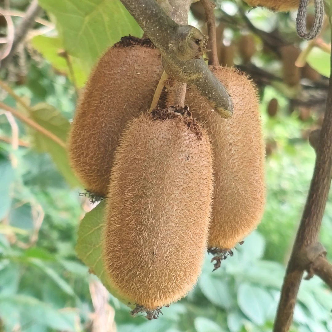 修文正宗贵长猕猴桃试吃装杨东东野生30枚