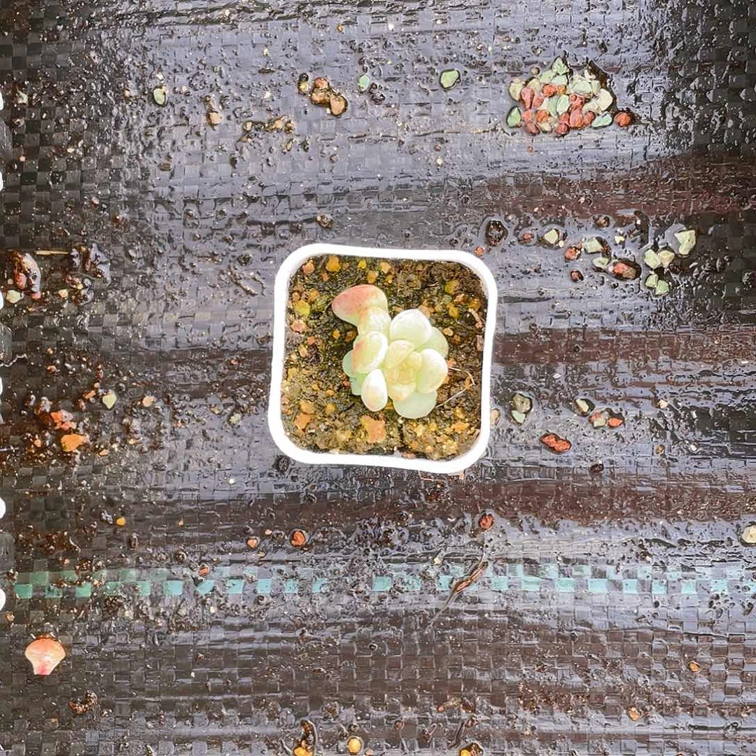 茶*相柳状态中盆双头不包整一个满25包邮