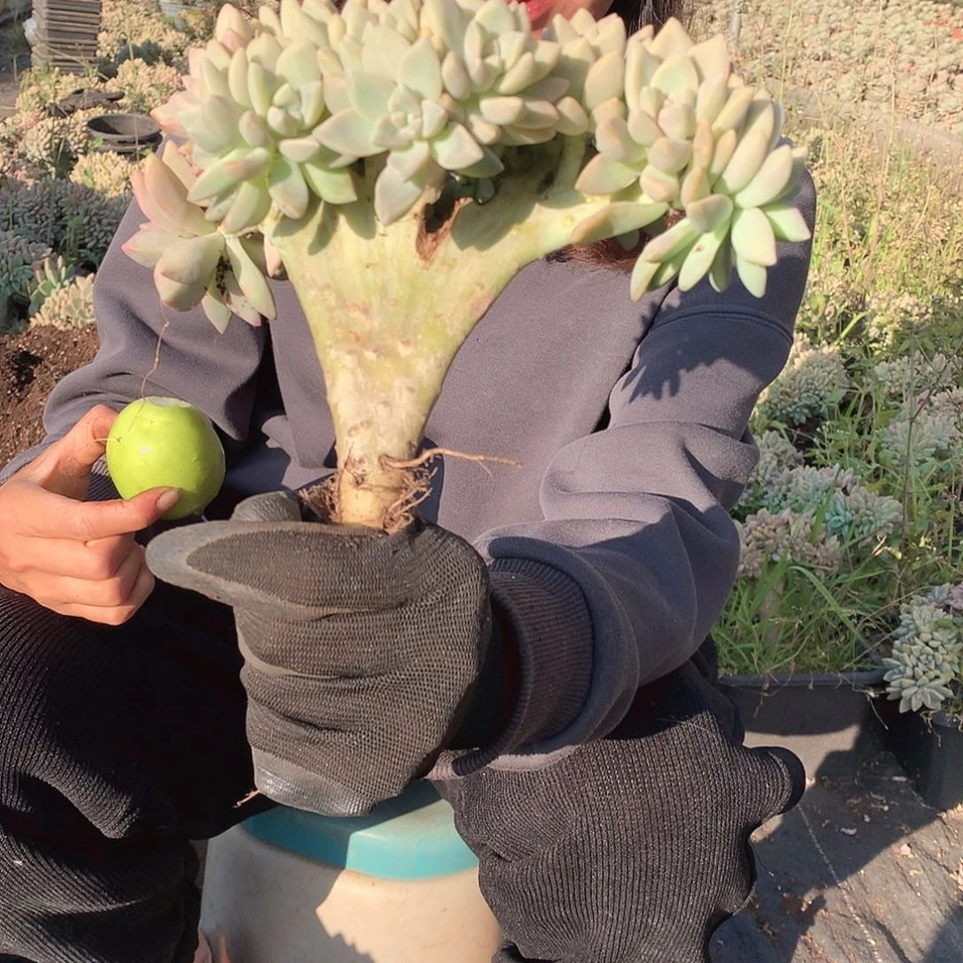 186 淡雪缀 一物一拍