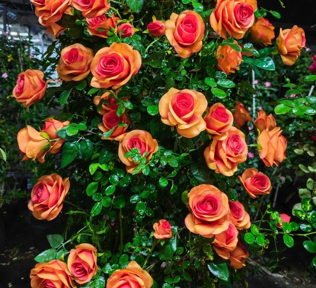 夏洛特夫人1.2-1.5米爬藤月季大花浓香型庭院阳台种植 四季开花
