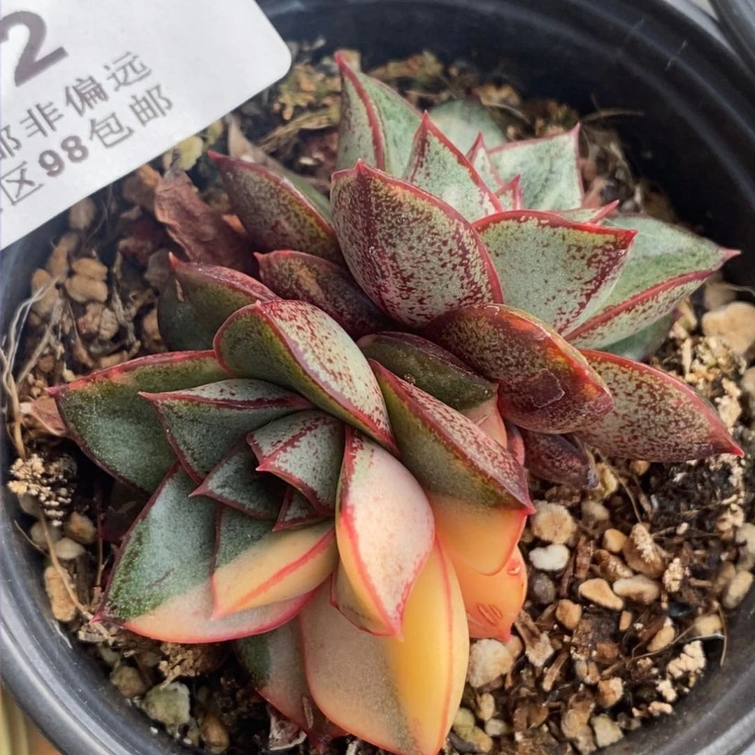 562麒麟座锦半福伦锦