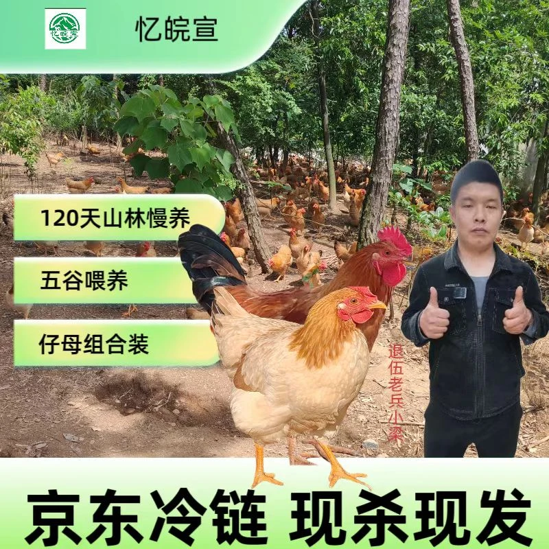 皖南散养仔公鸡未打鸣童子鸡+年份母鸡