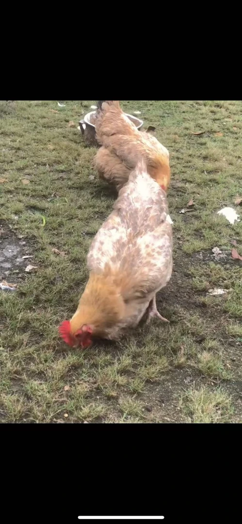 广东阳江老母鸡  吃粮食的土鸡 现场称重  一物一拍