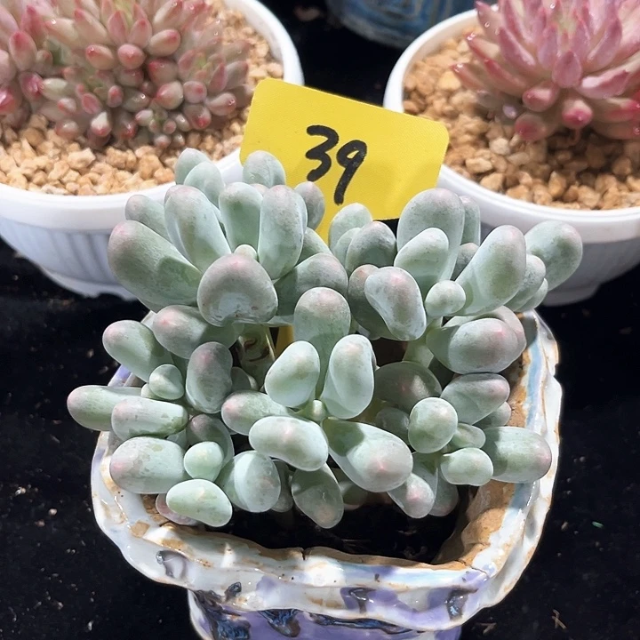 米可奶39号码牌子的话