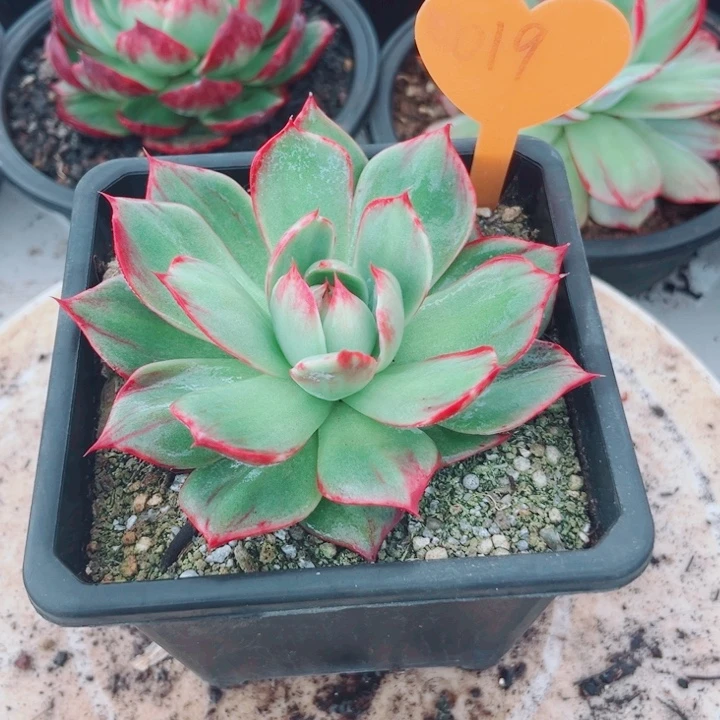 ༺****惊鸿仙子多肉植物019